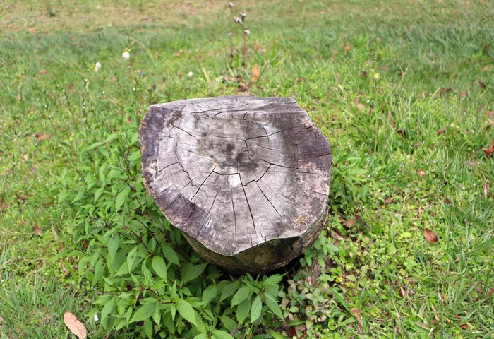 Stump Removal in Castleton, VT