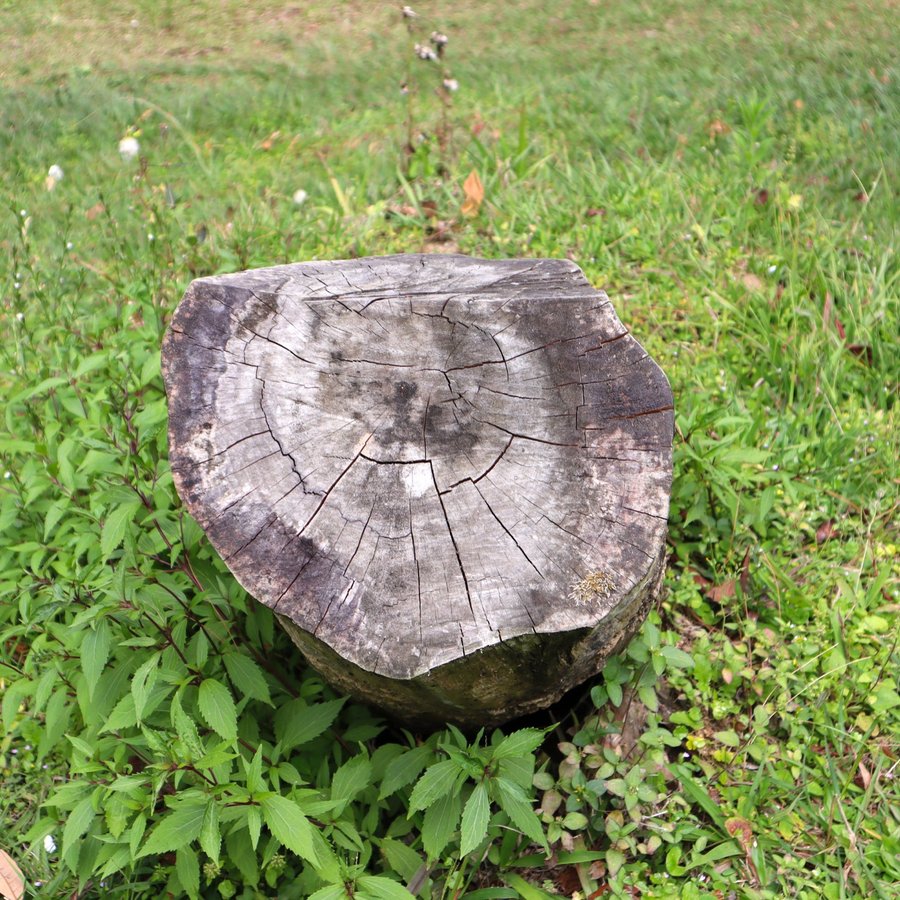 Stump Removal in Castleton, VT