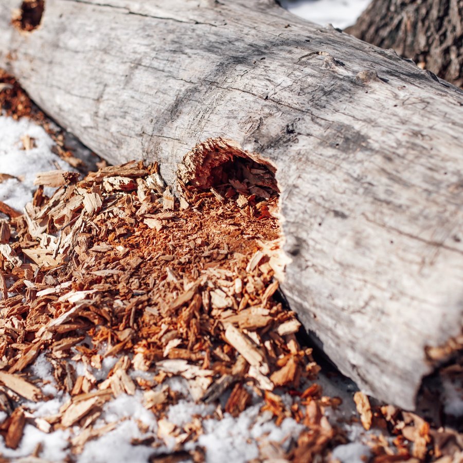 Why Stumps Are Worth Getting Out